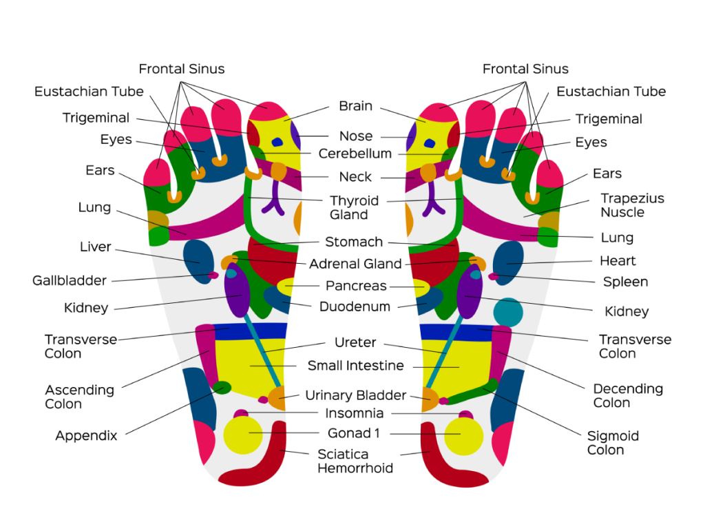 Foot Reflexology Chart